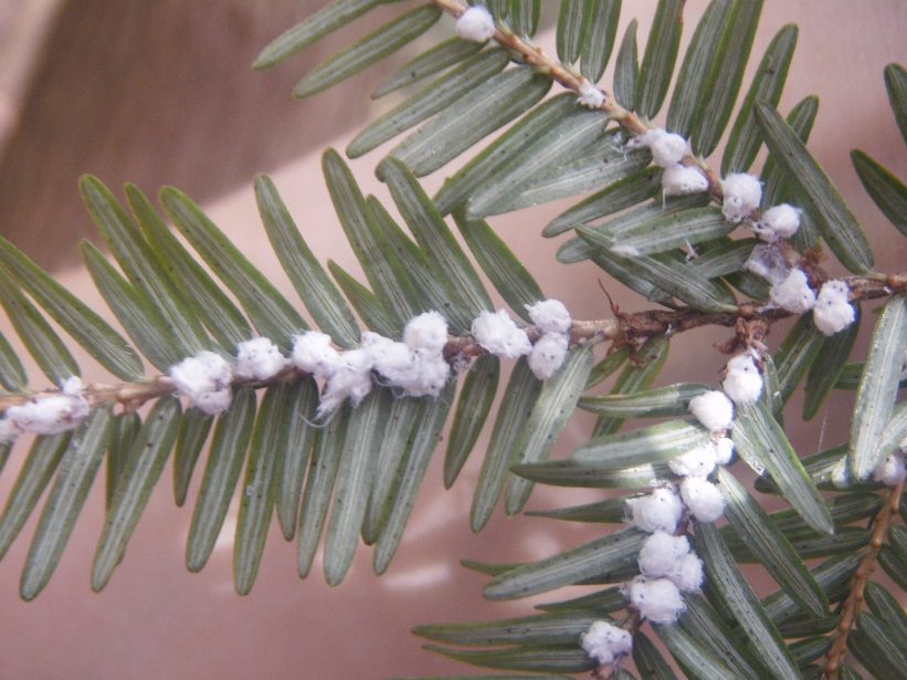 hwa-eggs-alyssa-reid-state-parks