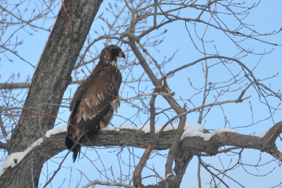 immature-bald-eagle-in-late-winter-notice-the-white-feathers-are-starting-to-come-in-but-the-bird-still-lacks-the-white-head-of-the-adults-photo-by-gary-mcdannel-2014