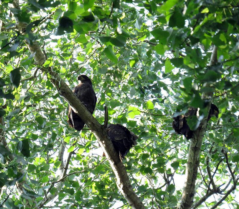 immature-bald-eagles-often-hang-out-near-the-nest-during-the-summer-notice-that-these-birds-are-all-brown-indicating-they-were-born-this-year-photo-by-state-parks-july-2014