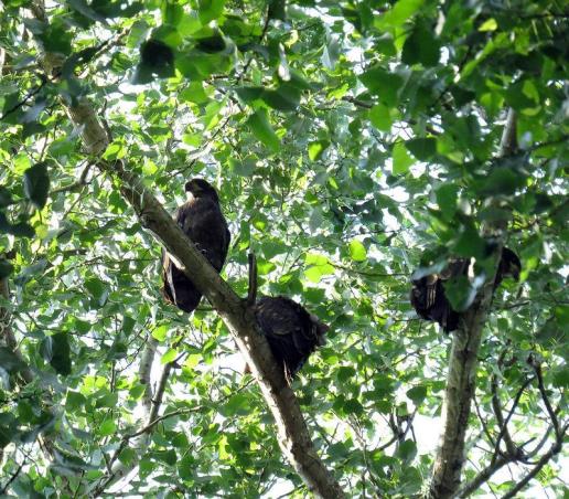immature-bald-eagles-often-hang-out-near-the-nest-during-the-summer-notice-that-these-birds-are-all-brown-indicating-they-were-born-this-year-photo-by-state-parks-july-2014