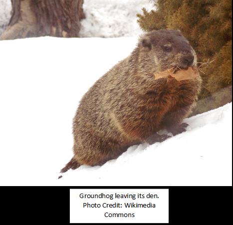 groundhog-leaving-its-den-wikimedia