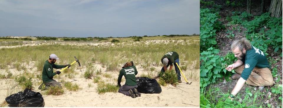 left-eastern-strike-team-removes-asiatic-sand-sedge-at-jones-beach-ny-right-strike-team-member-david-hendler-removes-black-swallow-wort-photos-by-casey-bannon-state-parks