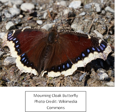 mourning-cloak-wikimedia