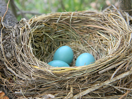 American_Robin_Nest_with_Eggs