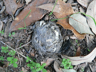 Owl Pellet_JACE STANSBURY