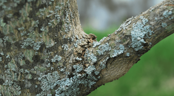 Likin’ the Lichens in New York State