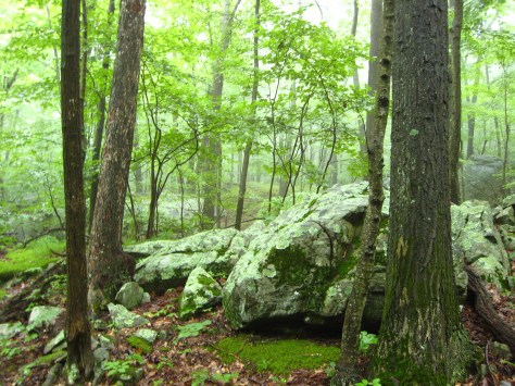 11 - Enchanted forest (photo by Julie Lundgren) 94_F11LUN05