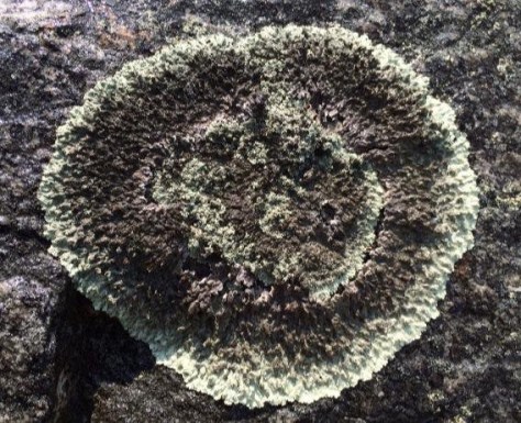 4 - Rock Lichen, circle, New Jersey (photo by Steve Young)