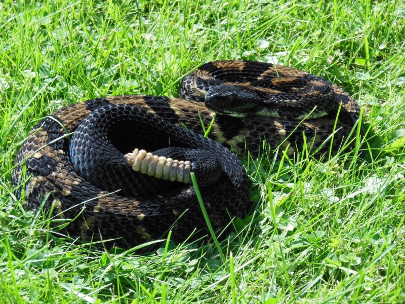 Respect for Rattlers