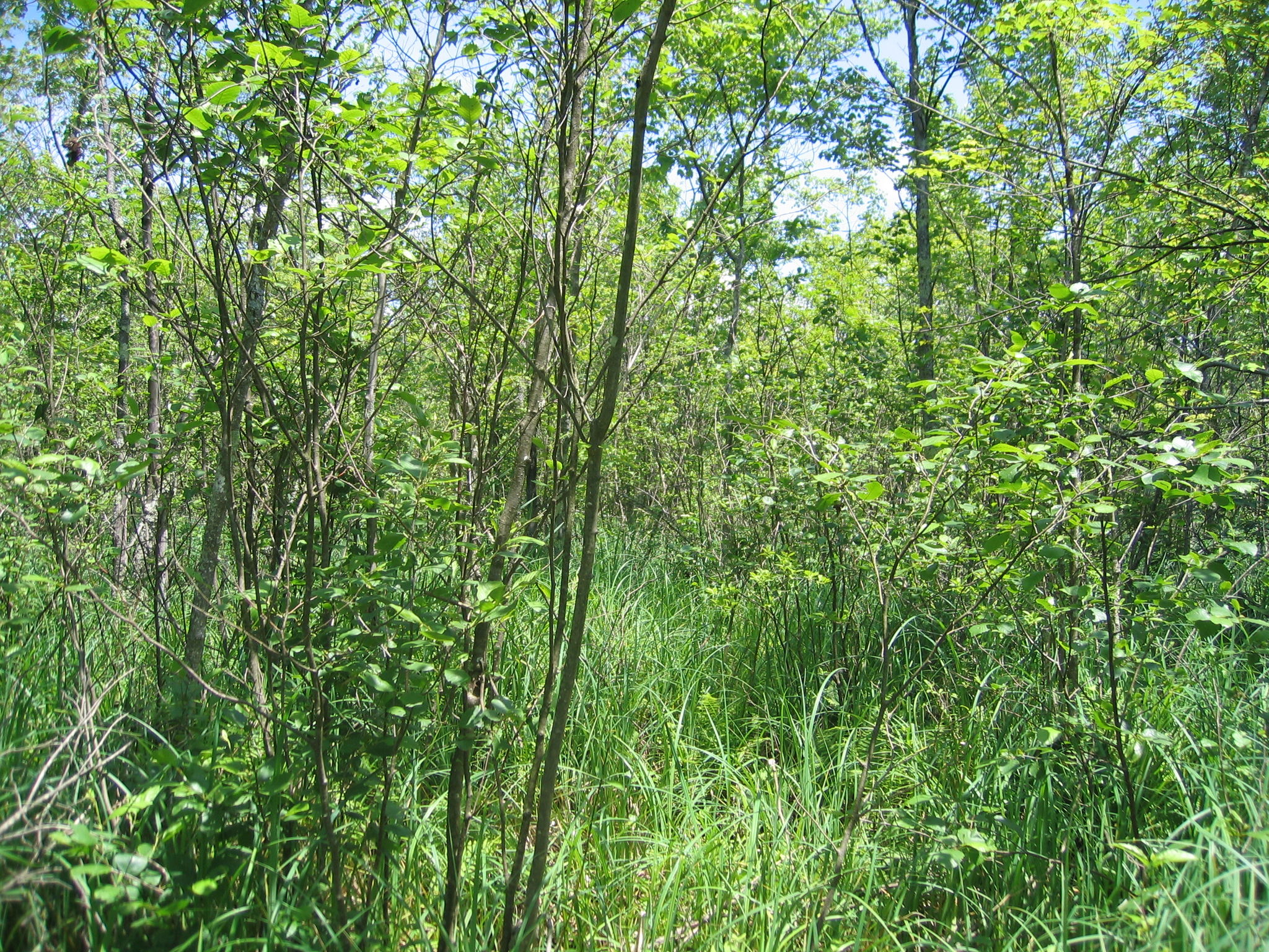 RedMaple-HardwoodSwampAnd ShrubSwamp_GregEdingerNYNHP