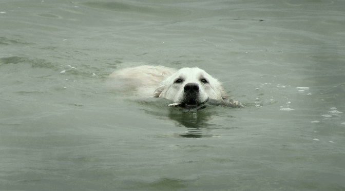 Harmful Algal Blooms: Keep you and your pets safe: Know it, avoid it, report it!