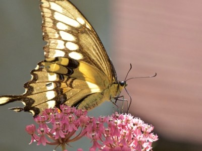 Protecting Pollinators