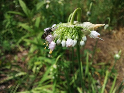 Ganondagan GPT_Nodding_onion