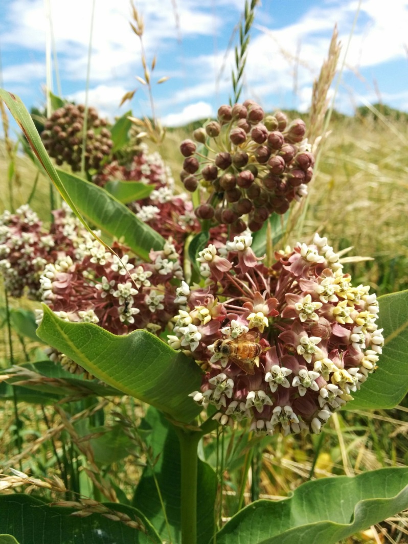 Ganondagan Milk Weed, Brigitte Wierzbicki