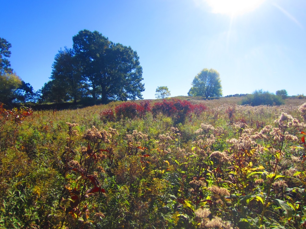 Ganondagan Oak Opening, Kyle Webster
