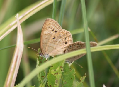 Northern pearly eye, Matt Schlesinger NYNYP