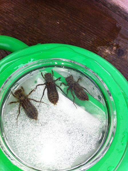 Dragonfly nymphs - Wikimedia