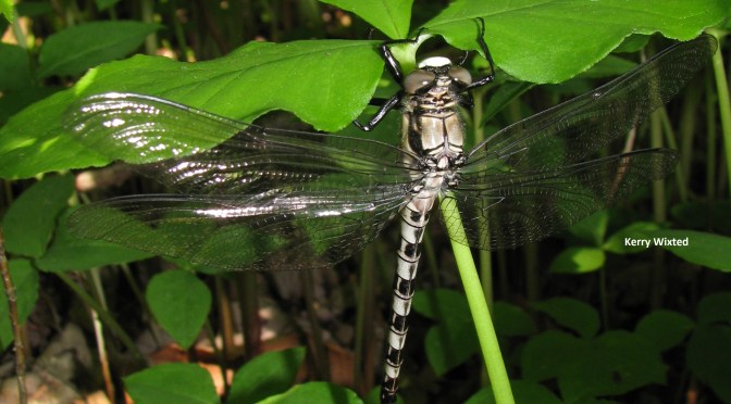 The Petaltail’s Tale