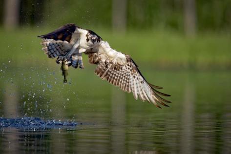 Osprey