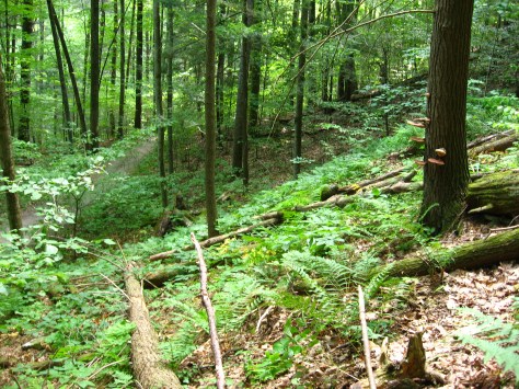 Petaltail_habitat_Lundgren_NYNHP