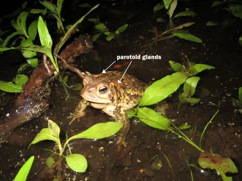 American Toad-Photo Taken by Lilly Schelling