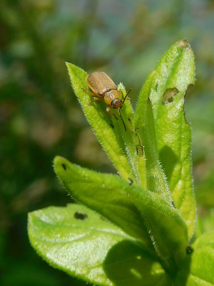 Beetle on loosestrife at Silver Lake SP, photo by A McGinnis