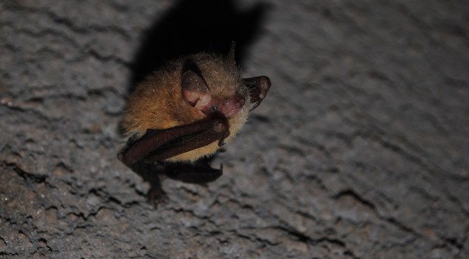 5 Common Myths About Our State Park Critters