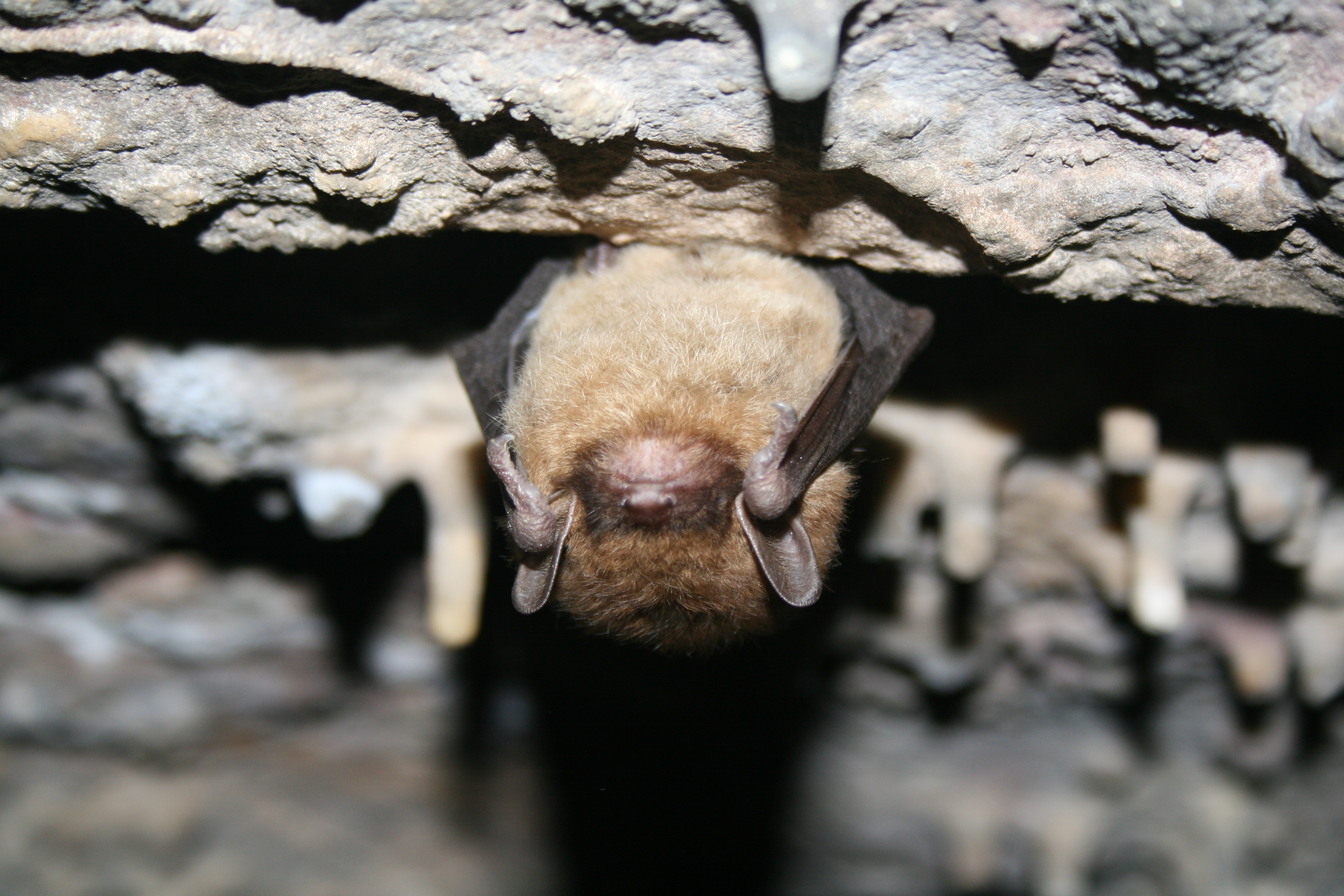 Little brown bat credit USFWS, Ann Froschauer