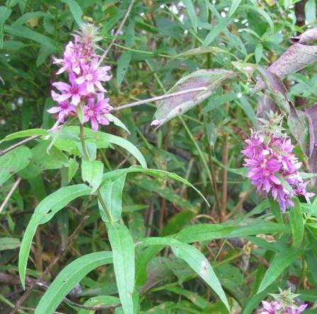 Loosestrife flower, photo by A McGinnis