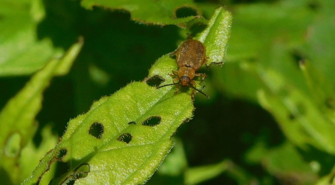 Lose the Loosestrife: Beetles for Biocontrol