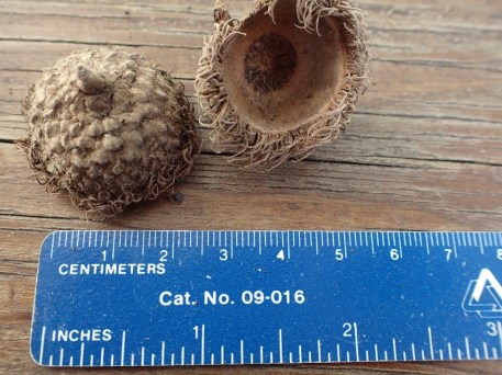 Bur oak acorn_photo by Julie Lundgren