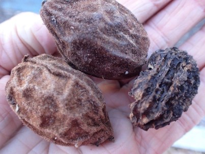 Butternuts ADJ_photo by Julie Lundgren