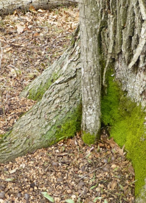 Piles hickory shells_photo by Julie Lundgren