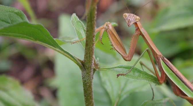 “Bate” and Switch