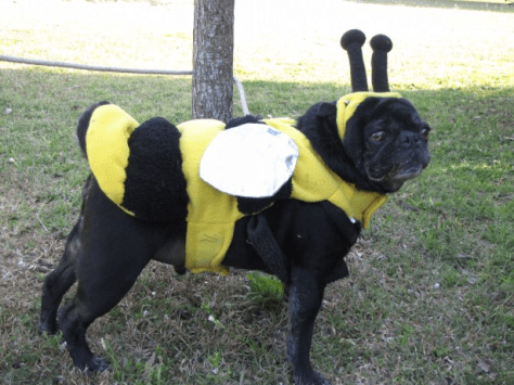 Pug Costume - Public Domain