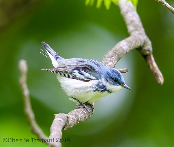 Cerulean Warbler.