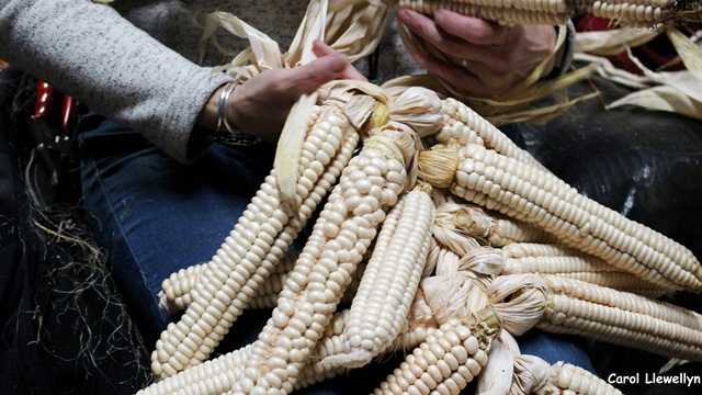 Iroquois White Corn Project
