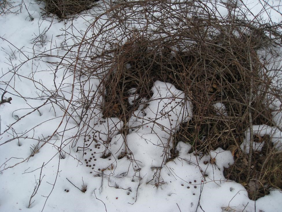 Cottontail scat_J Jaycox