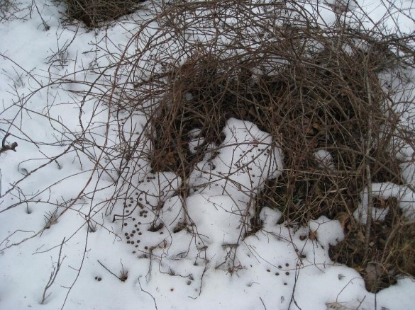 Cottontail scat_J Jaycox