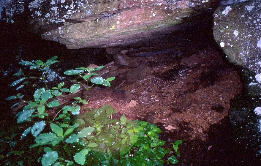 Porcupine den &amp; scat_M Rogers