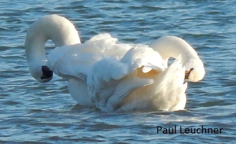 Preening Tundra Swans P Leuchner1