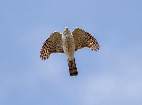 1024px-Sharp-shinned_Hawk_(Accipiter_striatus)