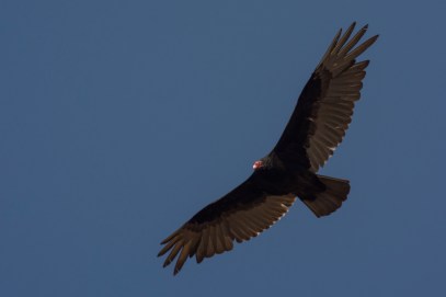 iStock_000049109130_Medium