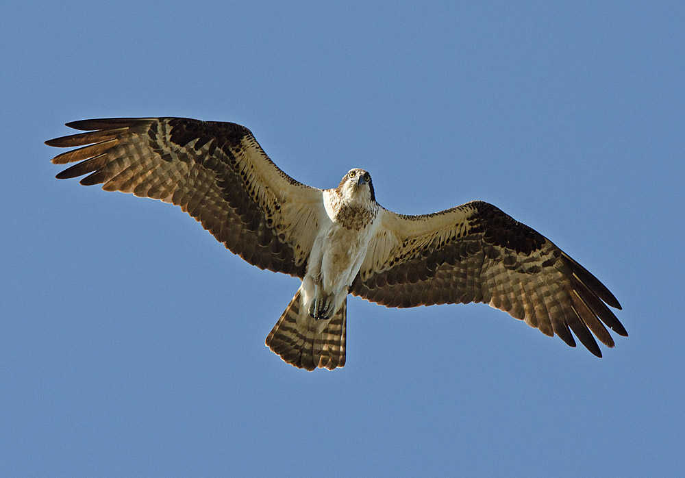 Osprey_in_flight_(11820598024)