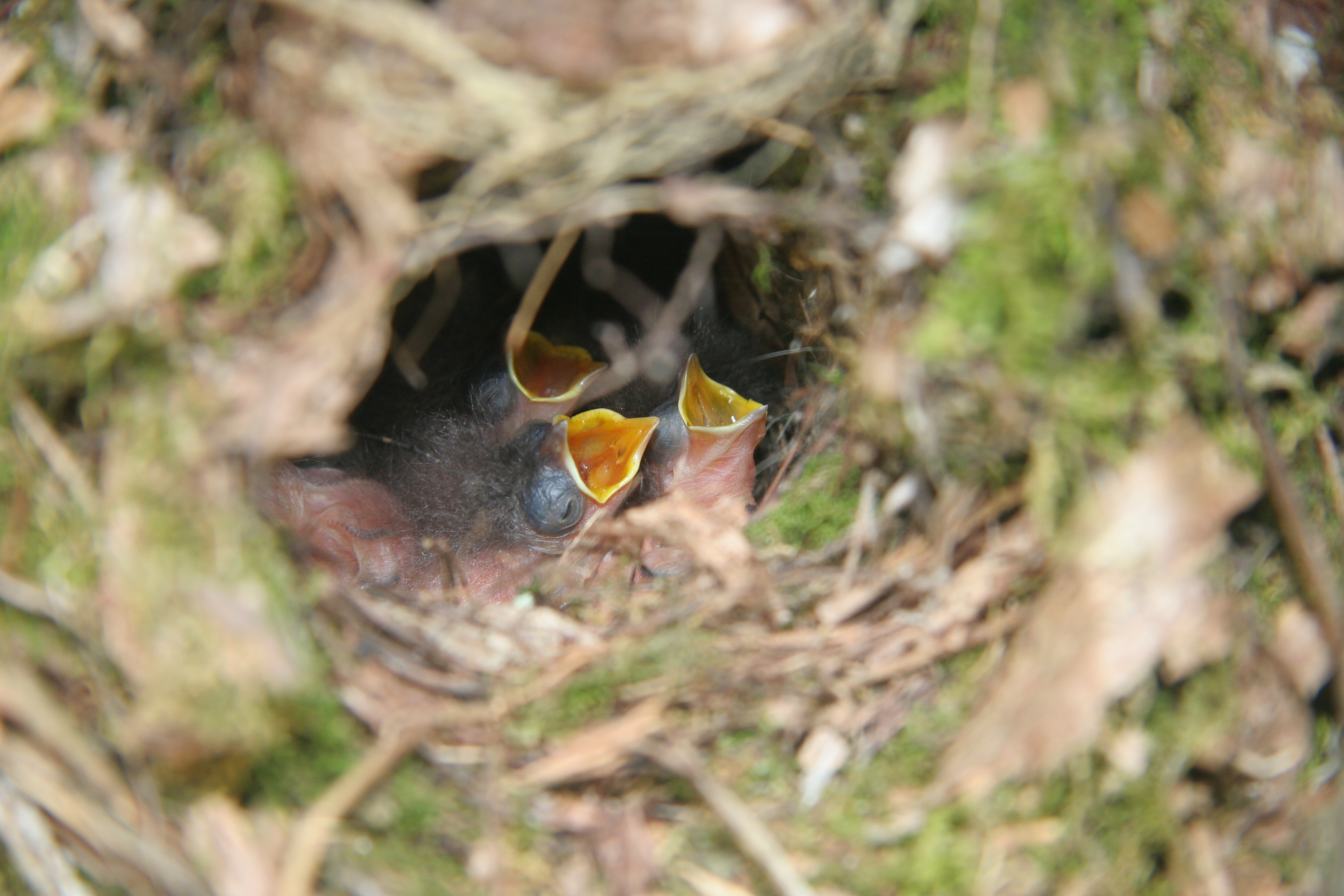 BarnSwallow Chicks-Photo by Lilly Schelling