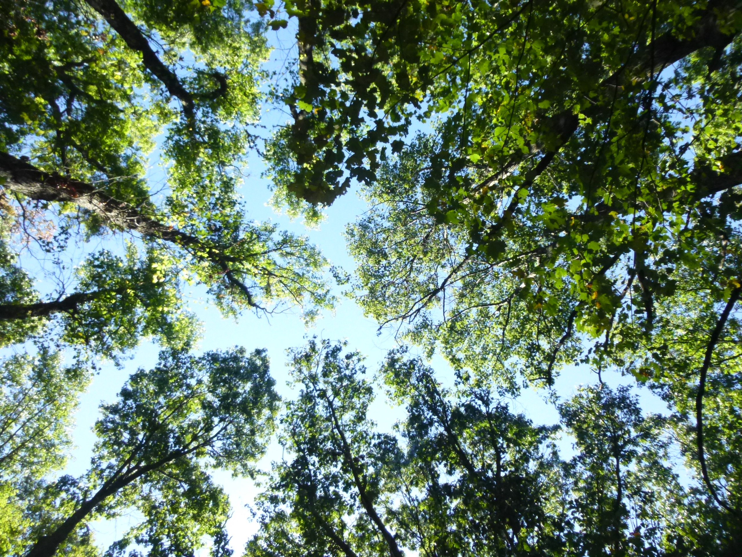 COHF_ClayPit_F16LUN20s01_tree_canopy