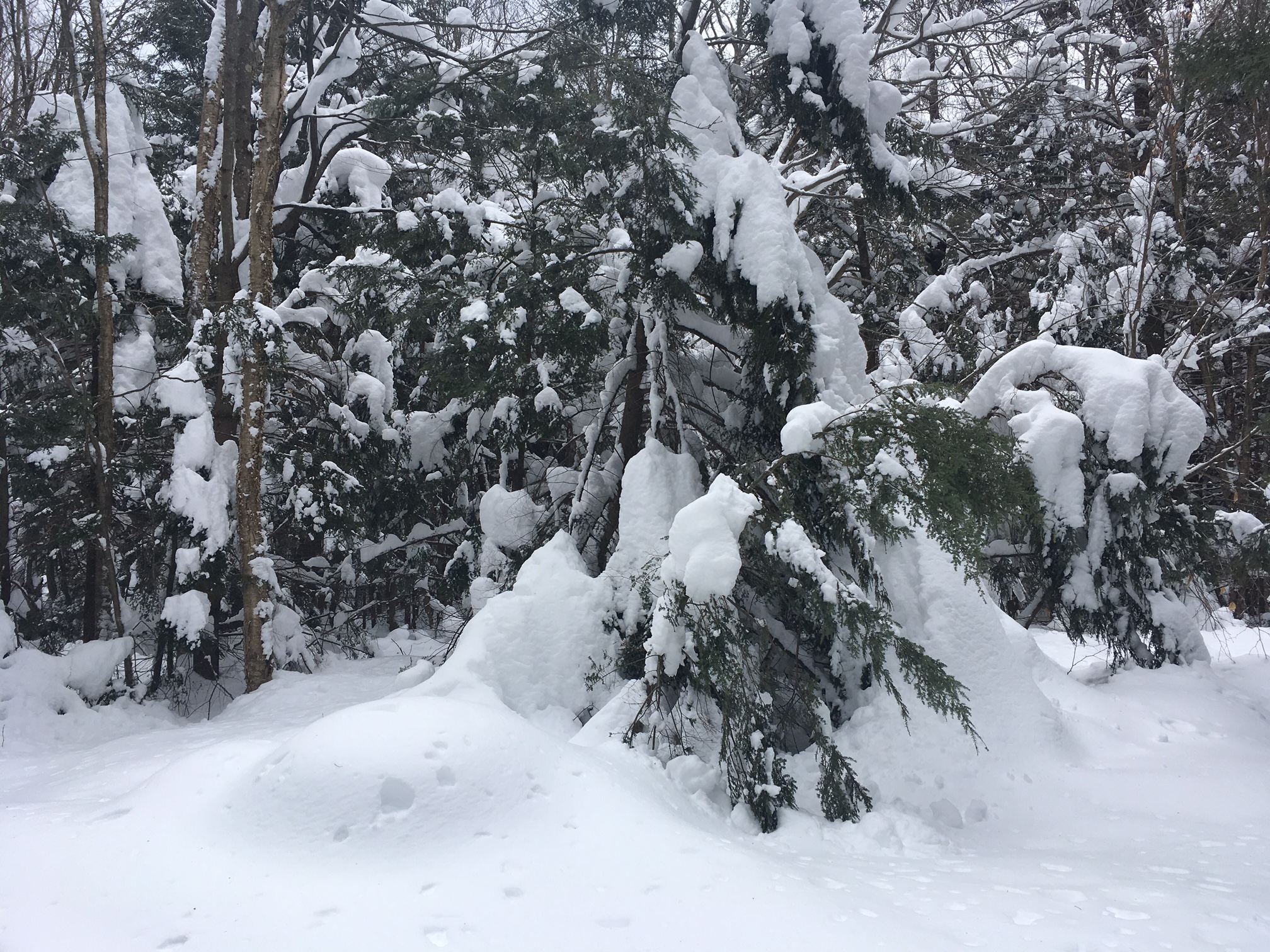 hemlocks_in_snow1_JLundgren
