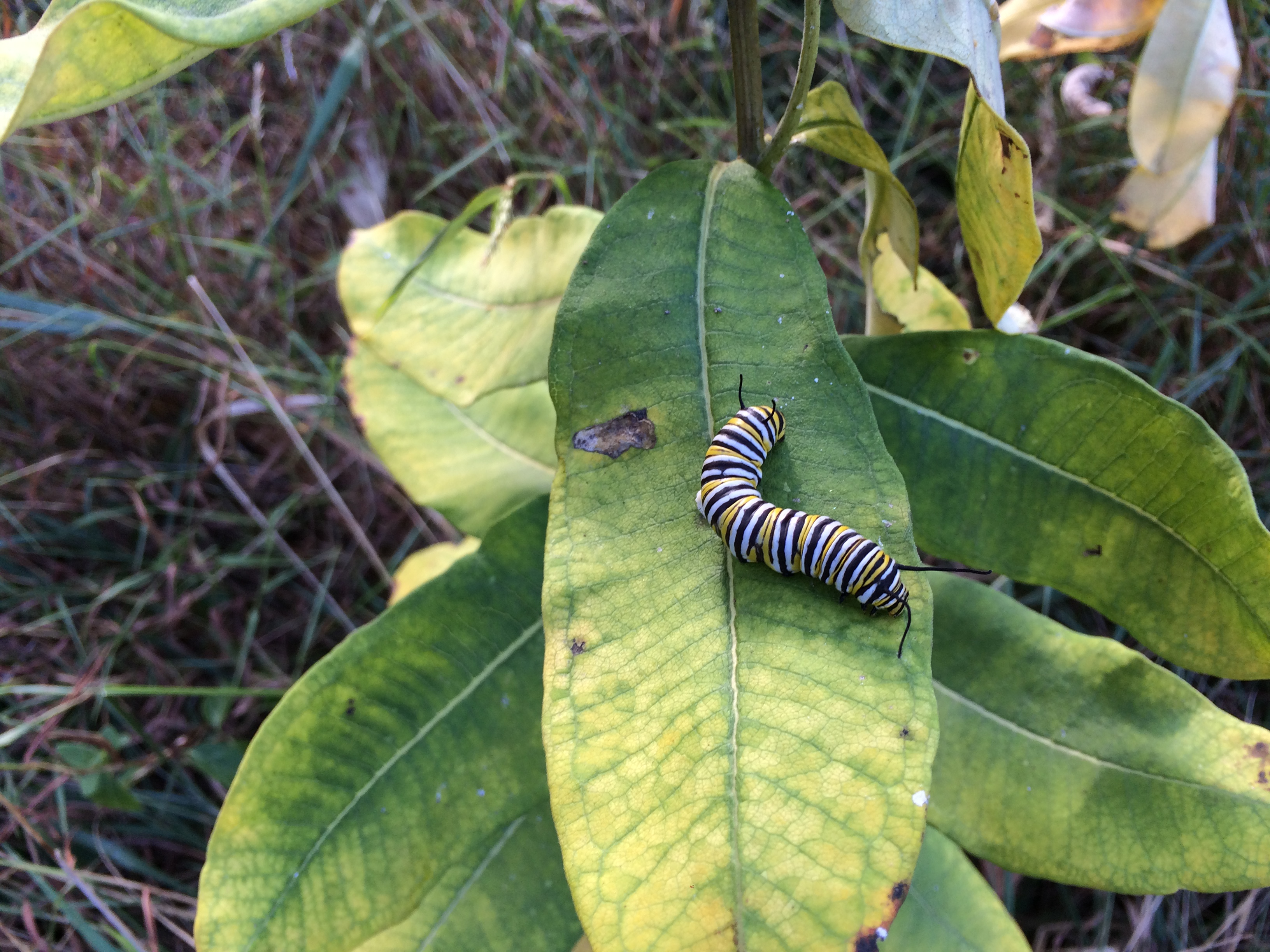 MonarchCaterpillar3_E Becker