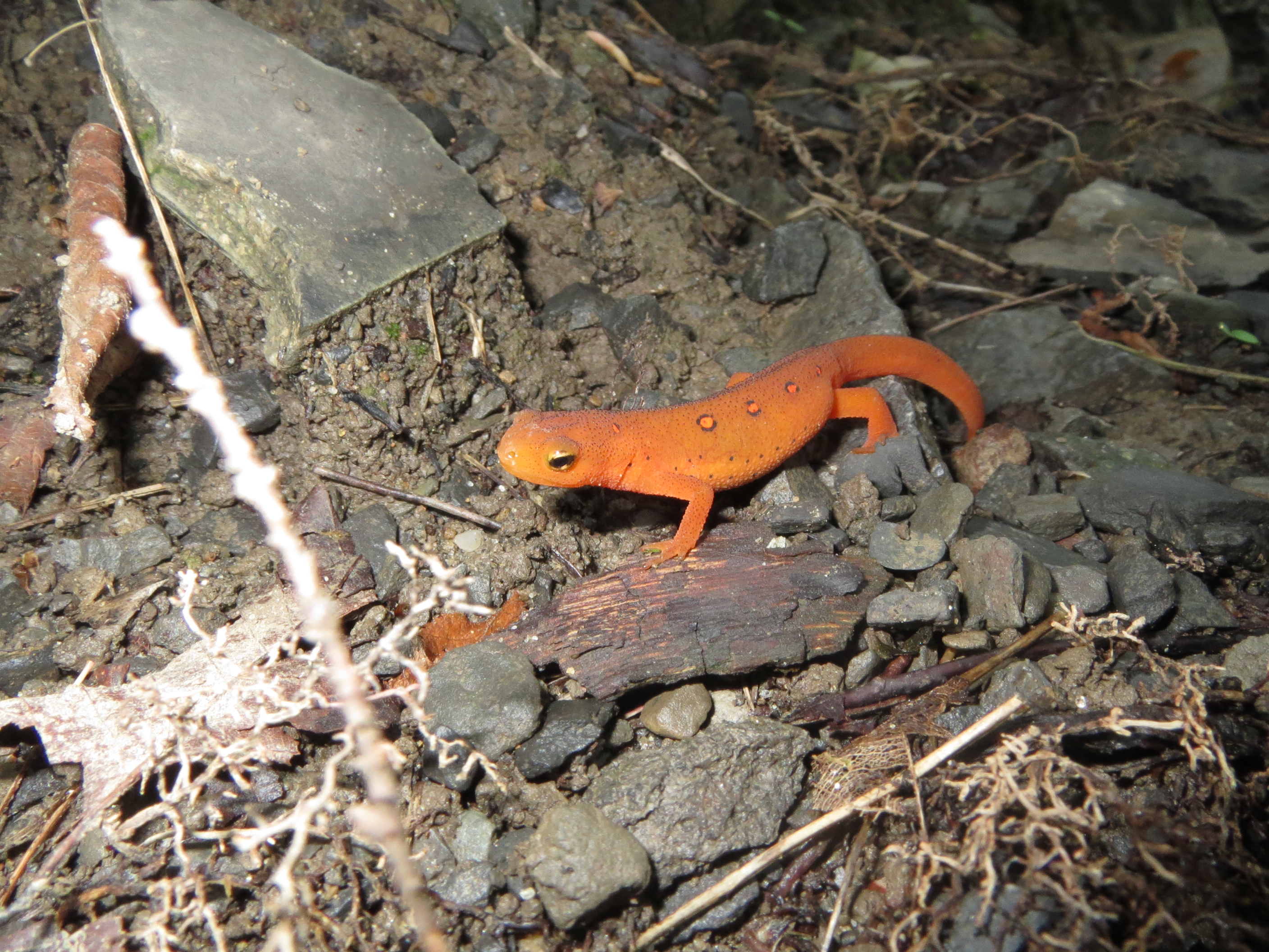 Red Eft at Thacher -Photo by Lilly Schelling