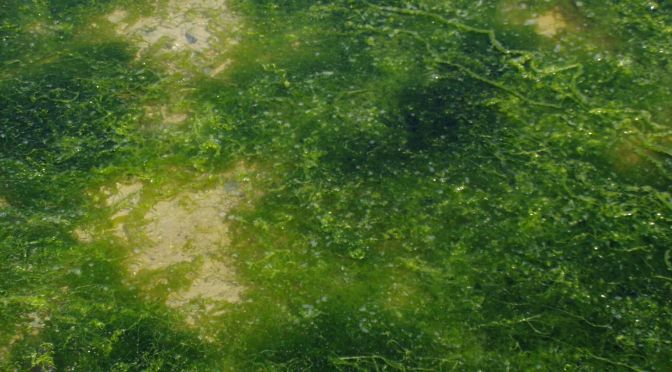 Harmful Algal Blooms: New York State Takes Action in 2018!